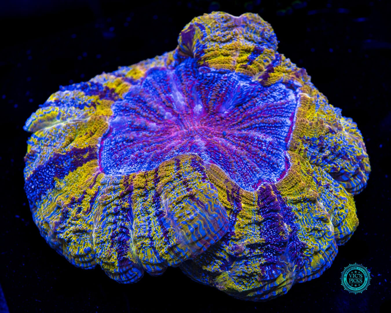 Purple Tiger Acanthophyllia - Daylight Photo