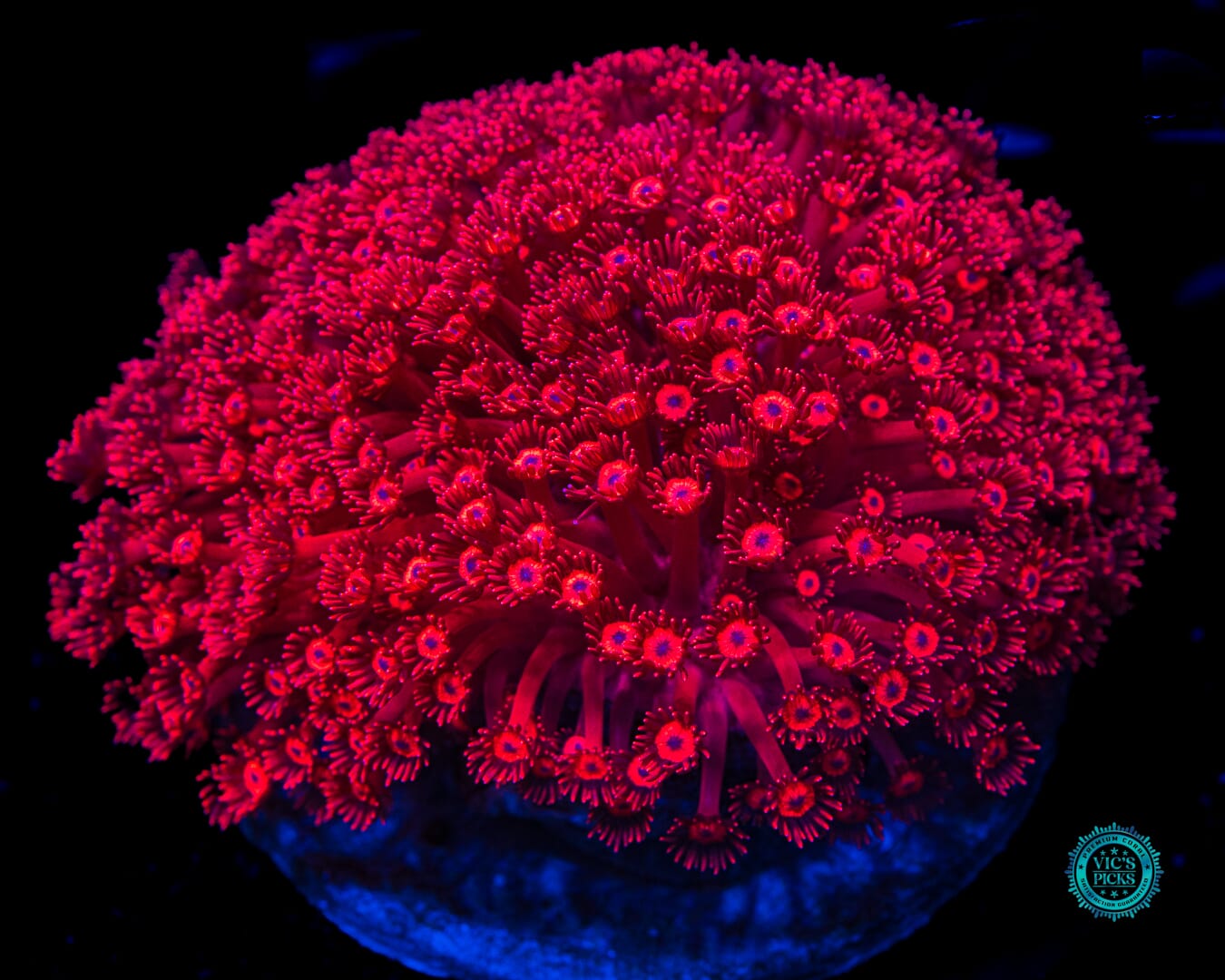 Ragin Rojo Goniopora - Daylight Photo