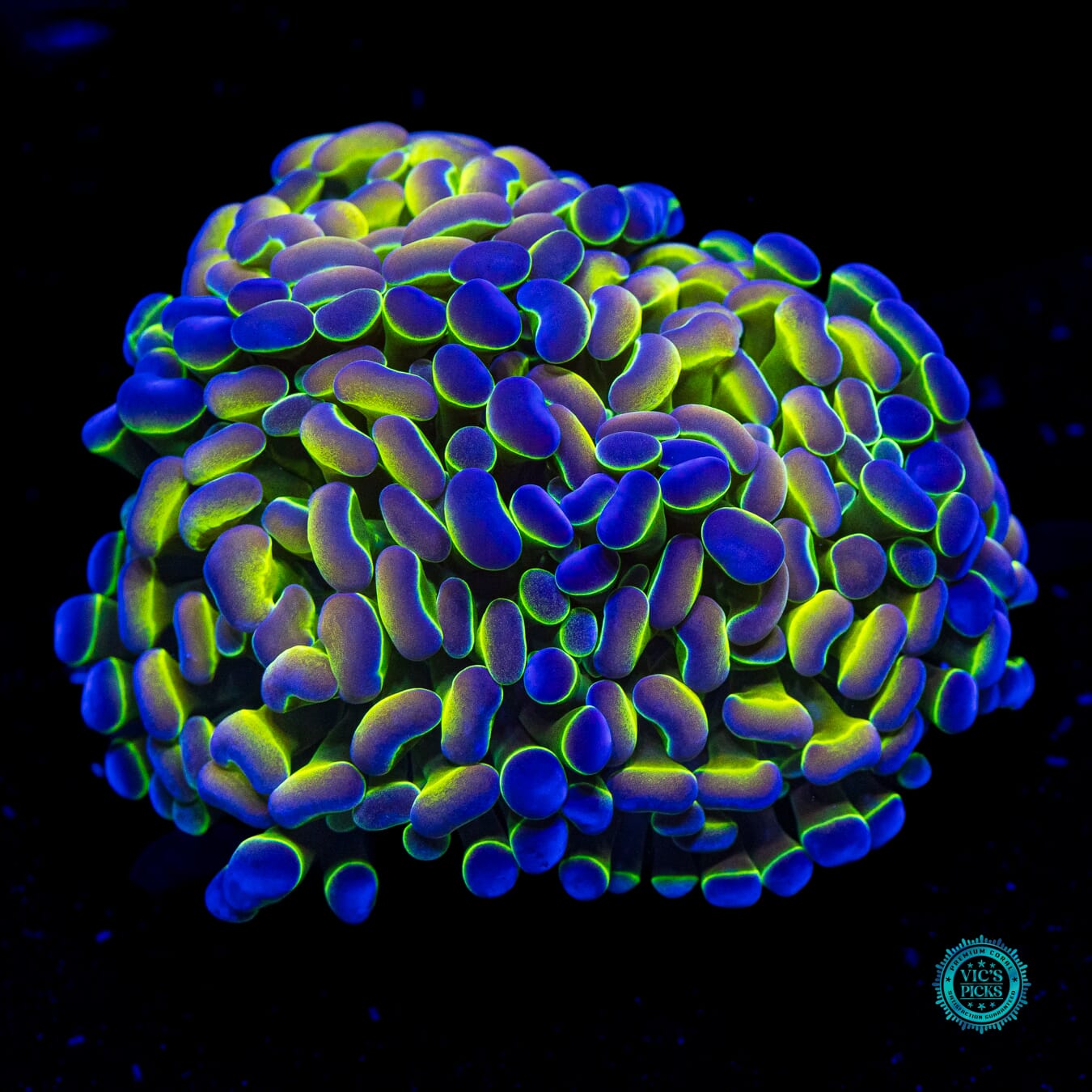 Holy Grail Branching Hammer - Daylight Photo