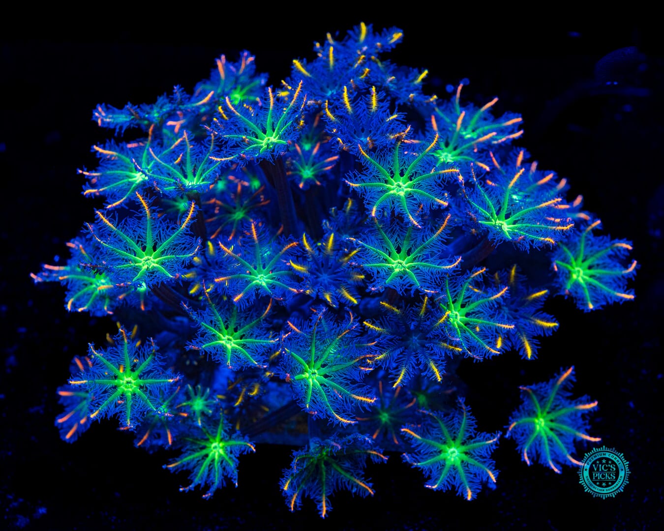 High Voltage and Lemon Tipped Combo Clove Polyps - Daylight Photo