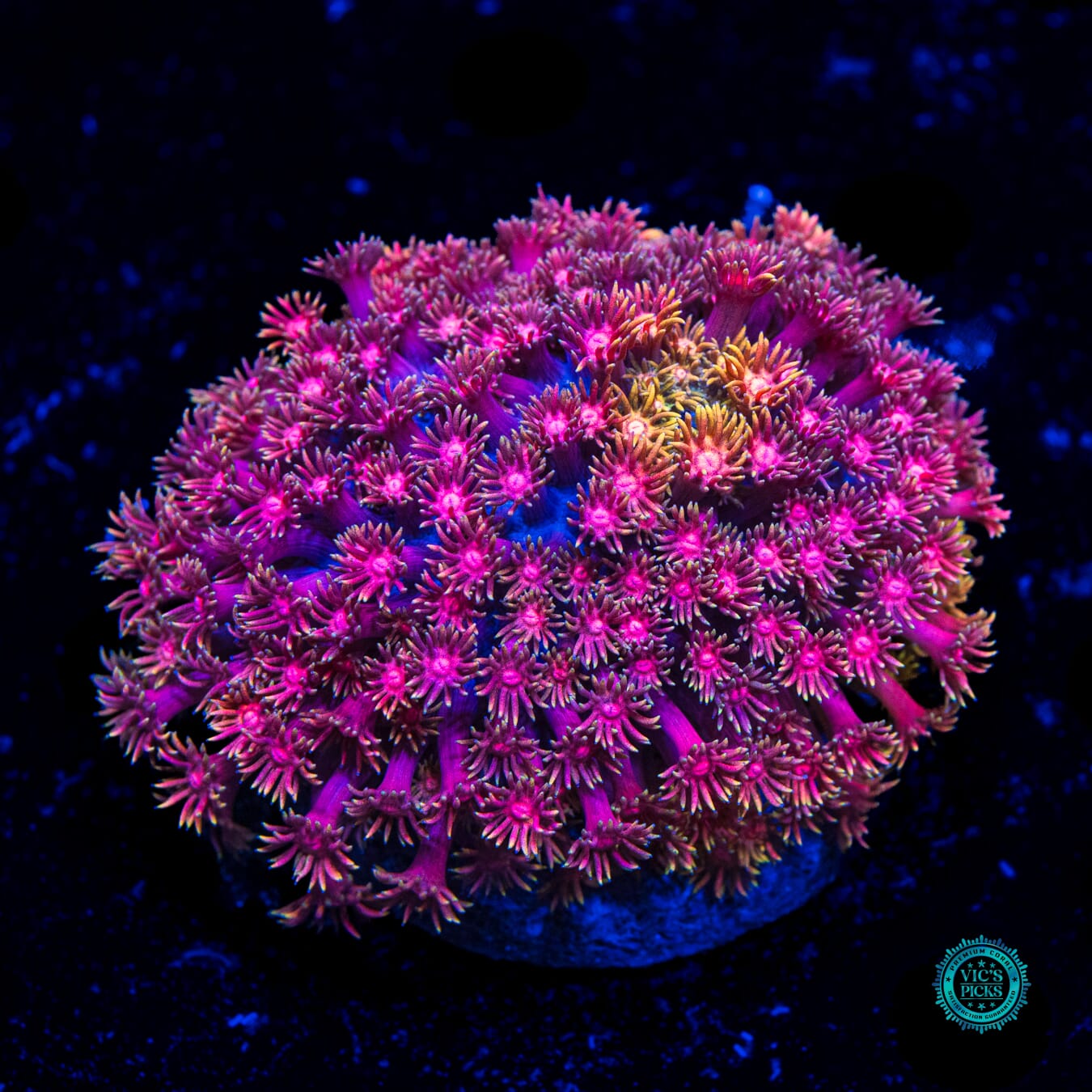 Totem Twister Goniopora - Daylight Photo