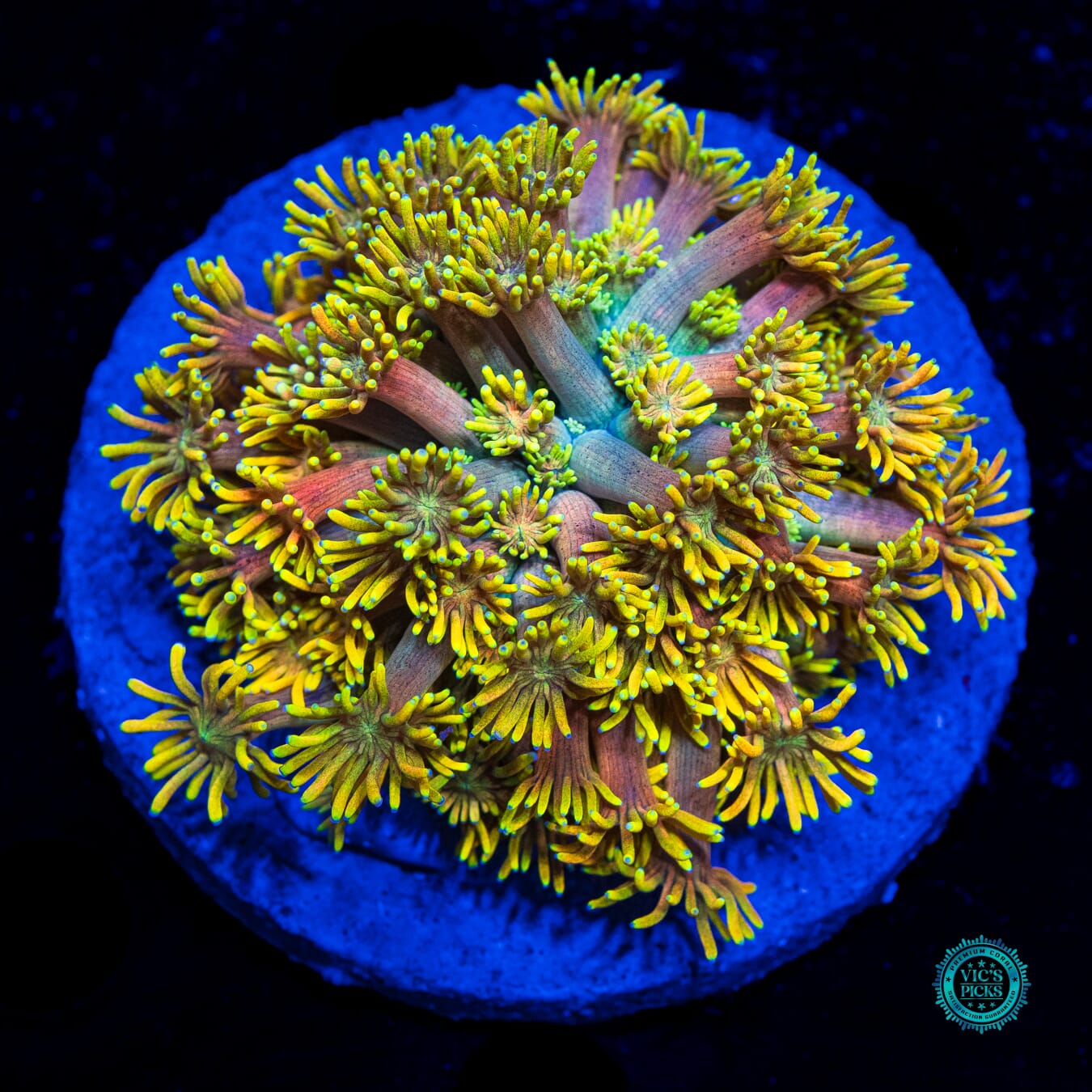 Dandelion Dreamz Goniopora - Daylight Photo