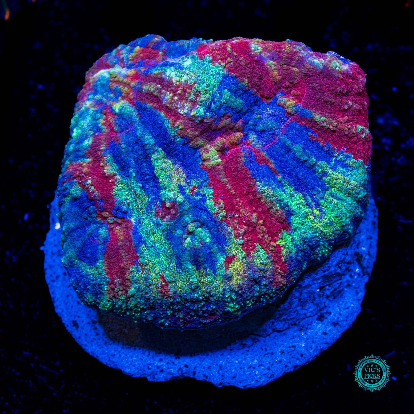 Tribal Warpaint Australomussa - Daylight Photo