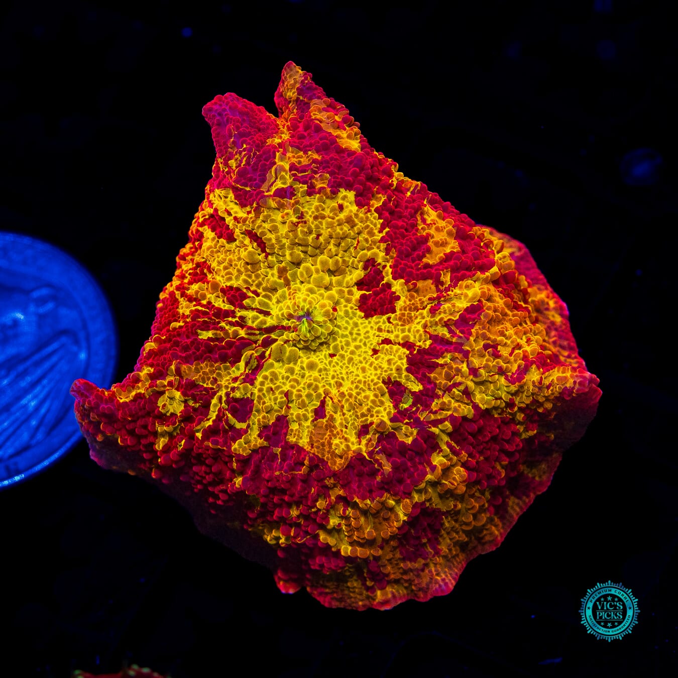 Ultra Jaw Breaker Mushroom - Daylight Photo