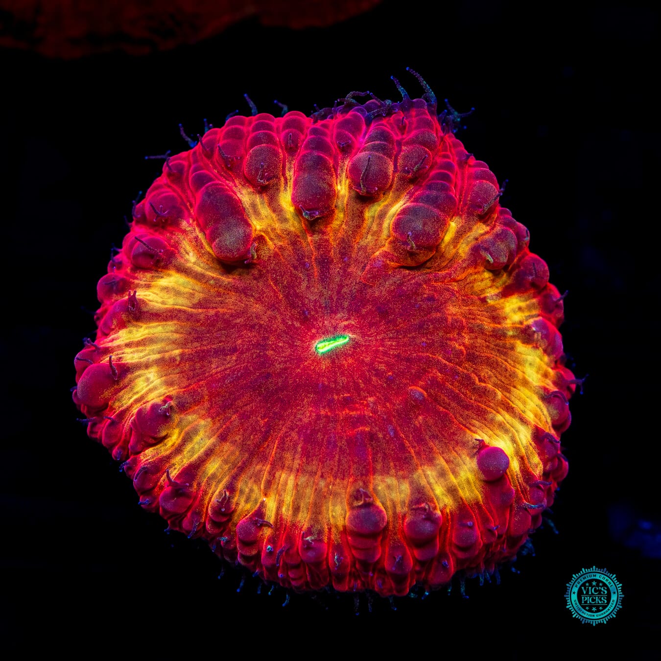 Solar Eclipse Blastomussa - Daylight Photo