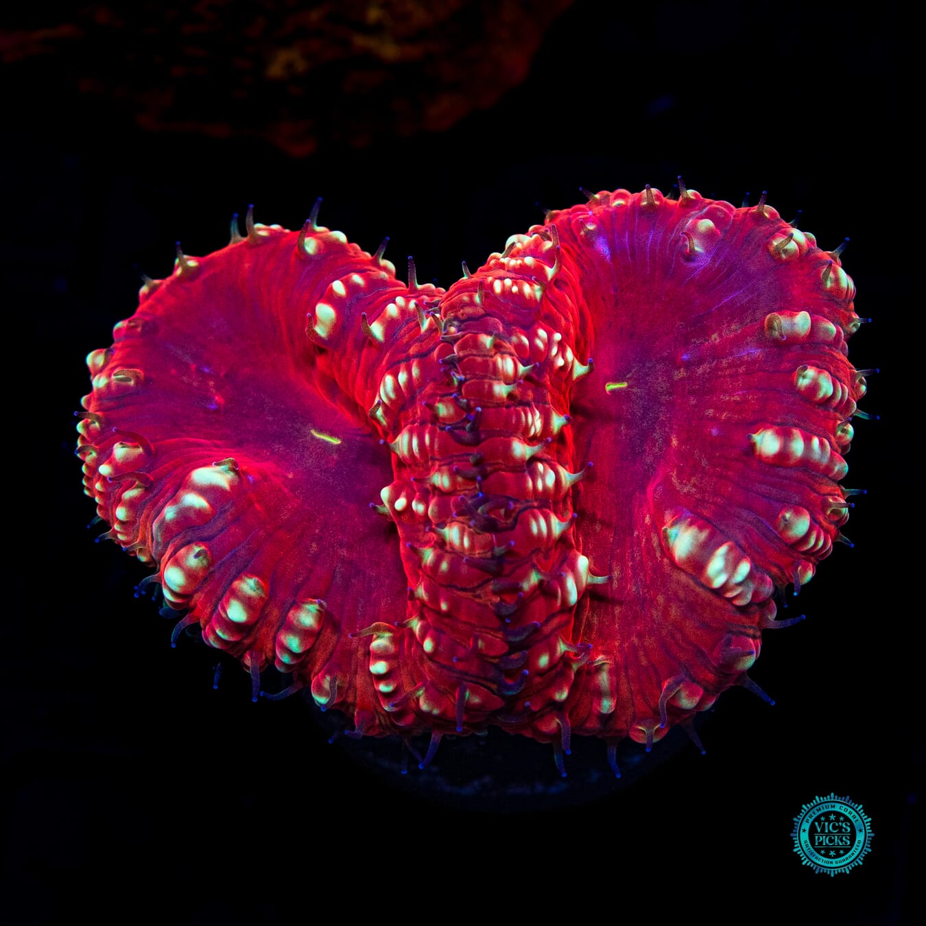 Candy Cane Lane Blastomussa - Daylight Photo