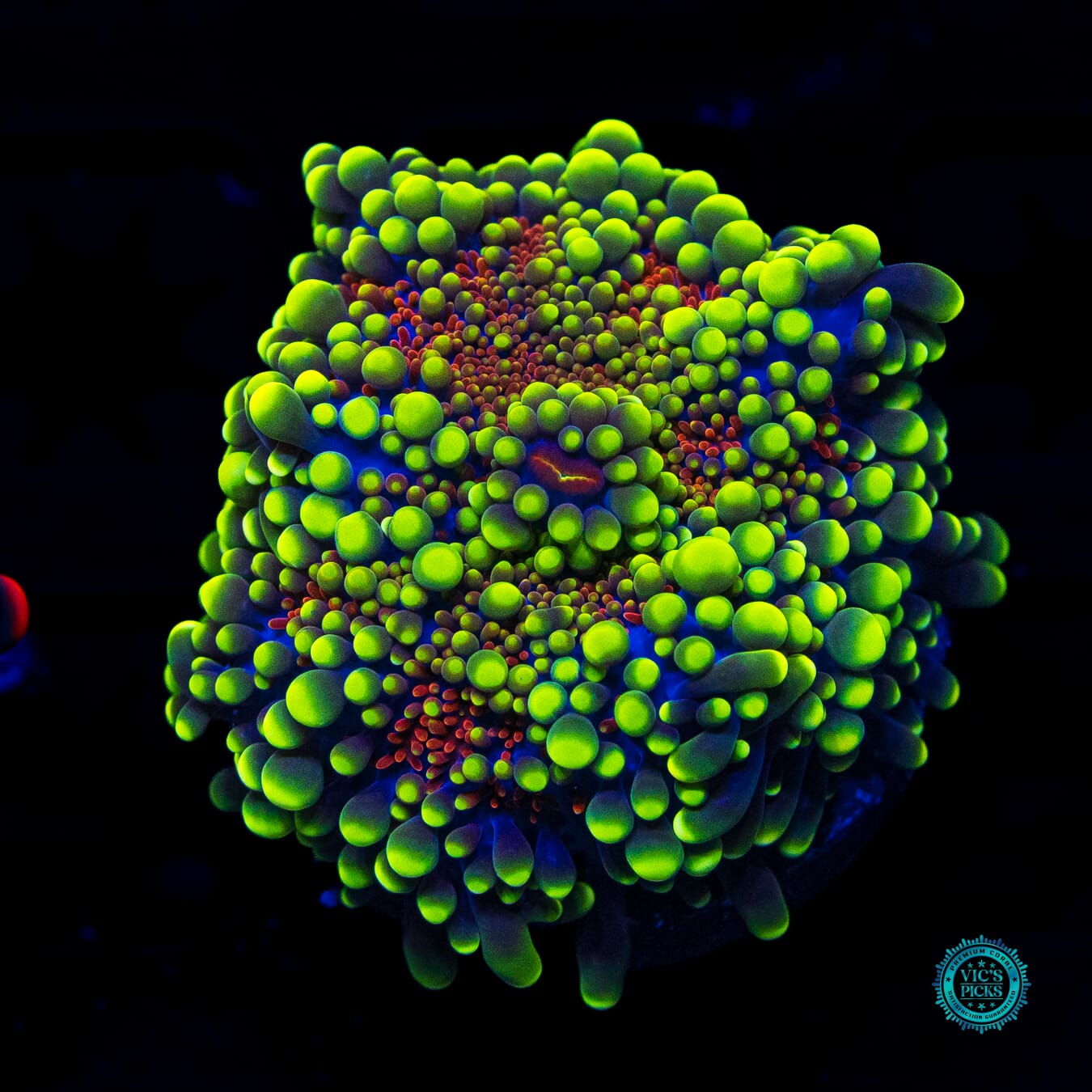 Sun Scortched Yuma Mushroom - Daylight Photo