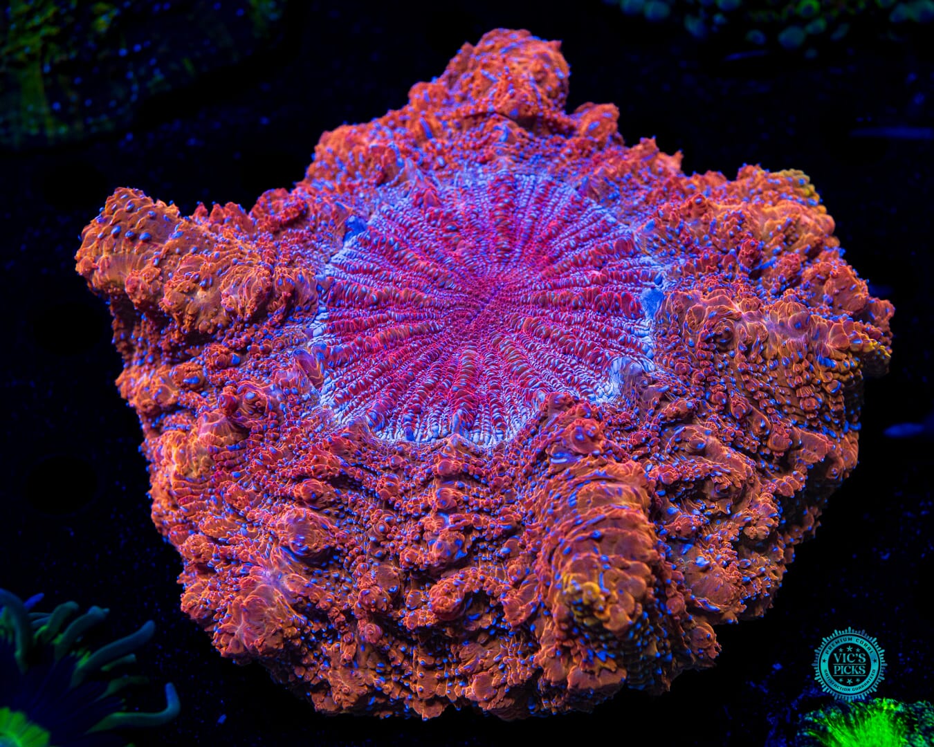 Fire Nova Acanthophyllia - Daylight Photo