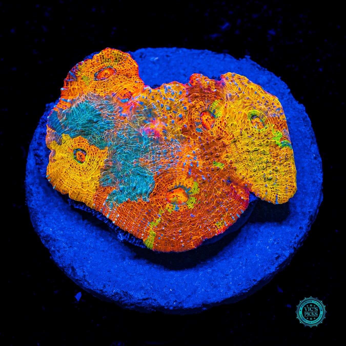 Alien Empire Chalice - Daylight Photo