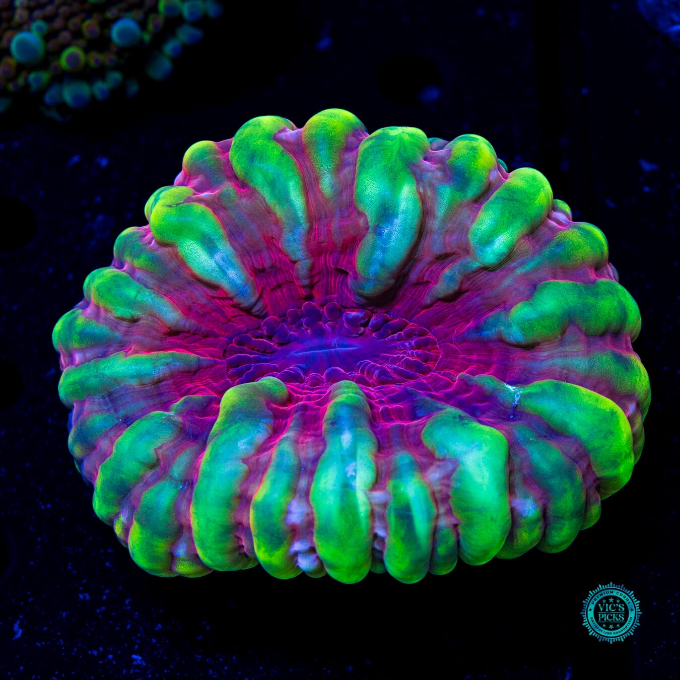 Dragon Heart Cynarina - Daylight Photo