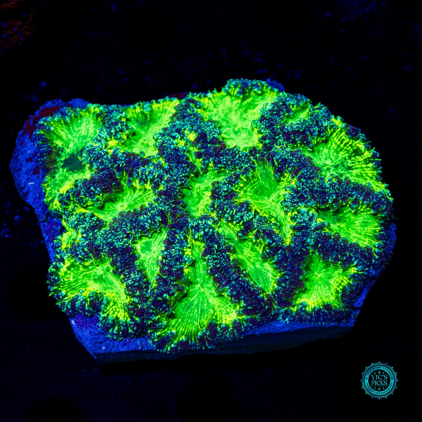 Demon Hunter Blastomussa - Daylight Photo