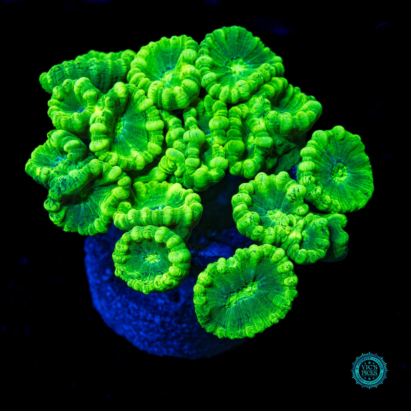 Kryptonite Candy Canes - Daylight Photo