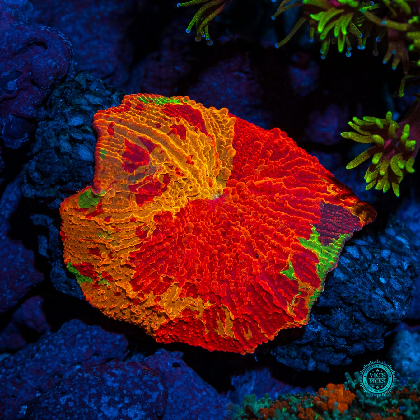 Lou's Purple Monster Jaw Breaker Mushroom - Daylight Photo