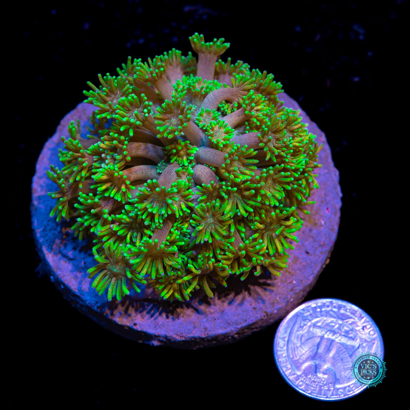 Dandelion Dreamz Goniopora - Actinic Photo