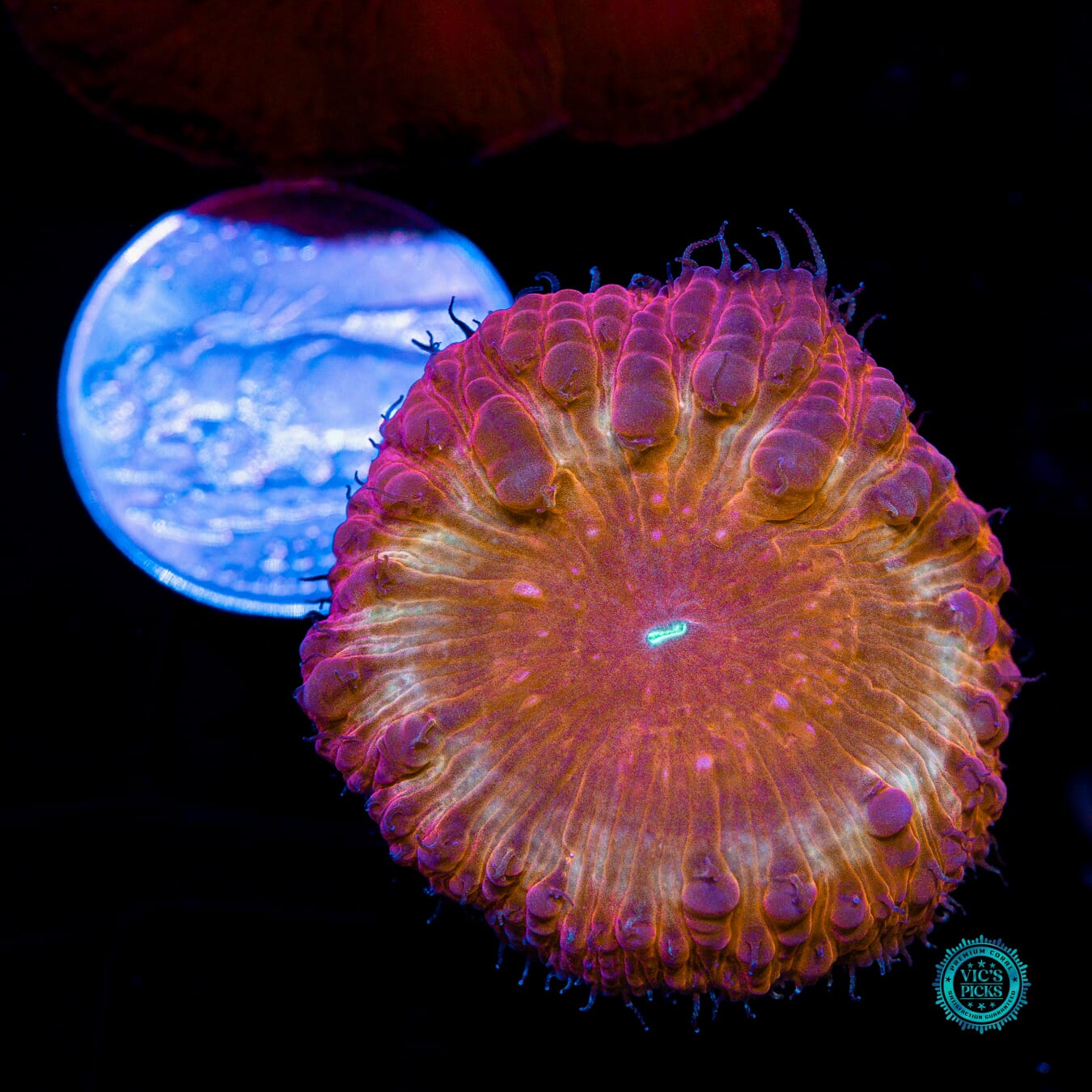 Solar Eclipse Blastomussa - Actinic Photo