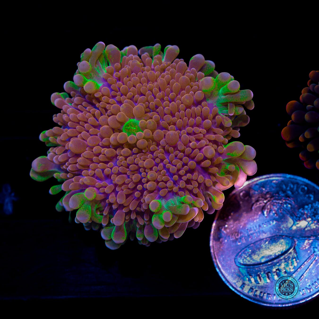 Jupiters Moon Yuma Mushroom - Actinic Photo