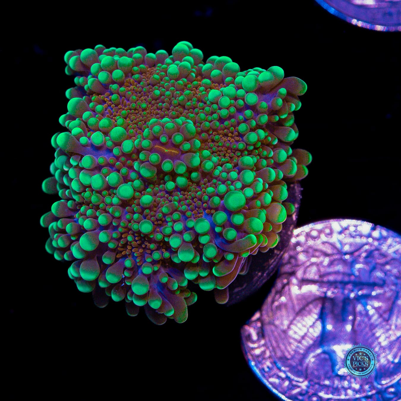 Sun Scortched Yuma Mushroom - Actinic Photo