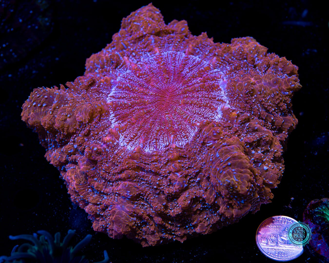 Fire Nova Acanthophyllia - Actinic Photo