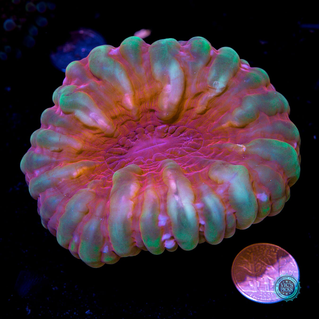 Dragon Heart Cynarina - Actinic Photo