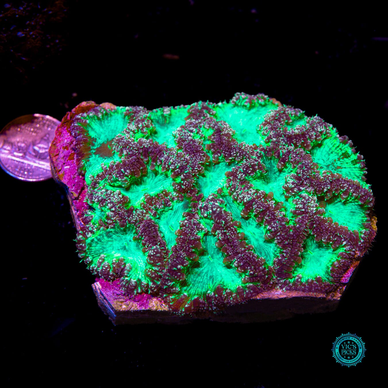 Demon Hunter Blastomussa - Actinic Photo