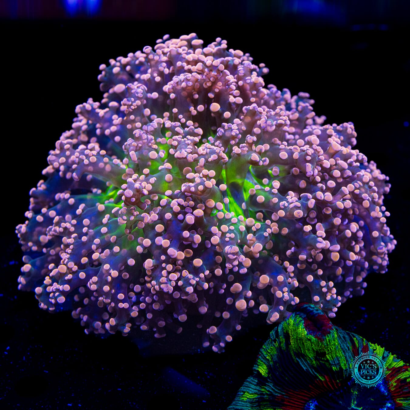 XXL Pink Dreamz Branching Frogspawn - Daylight Photo
