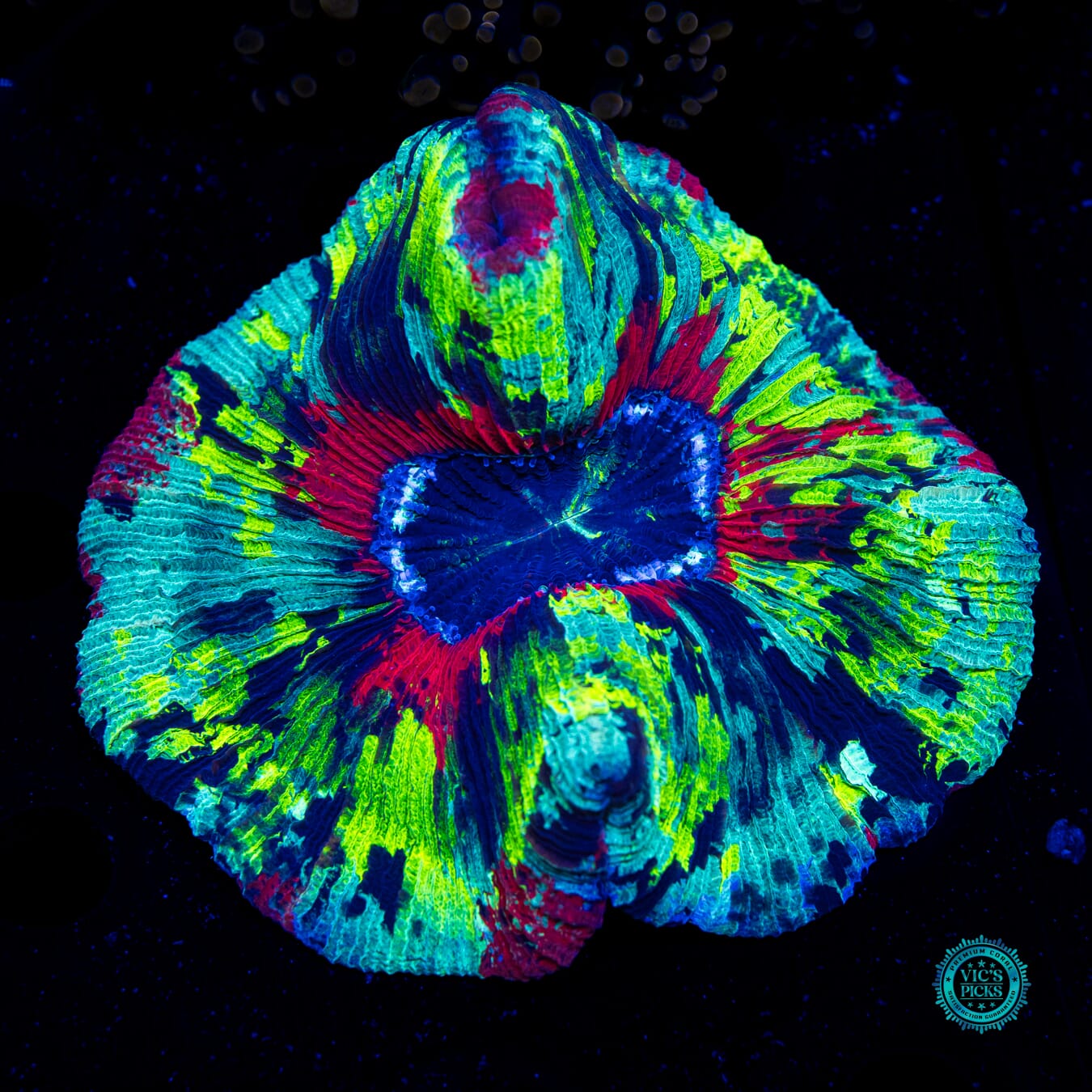 Paintball Trachyphyllia - Daylight Photo