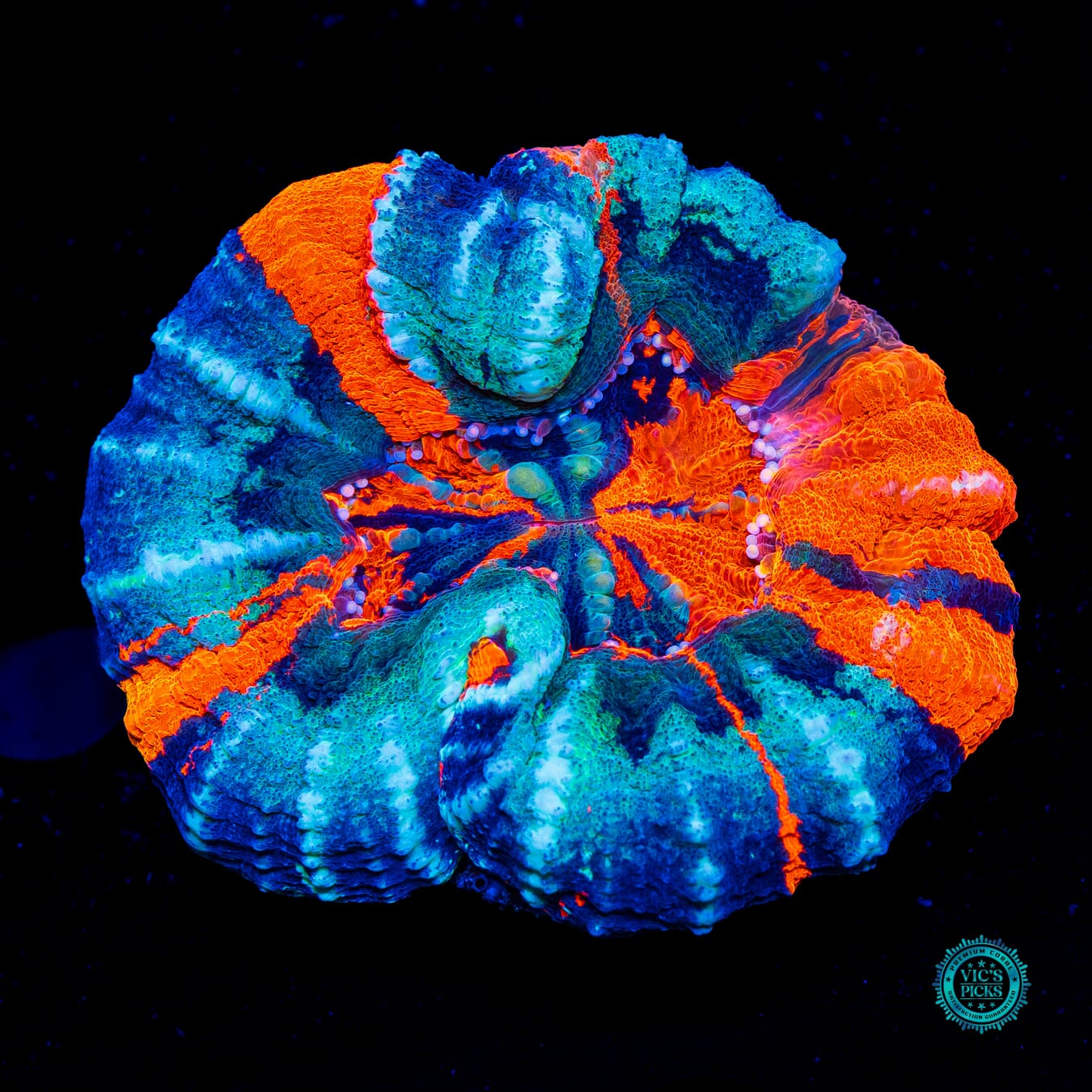 Frosted Double Warpaint Scolymia - Daylight Photo