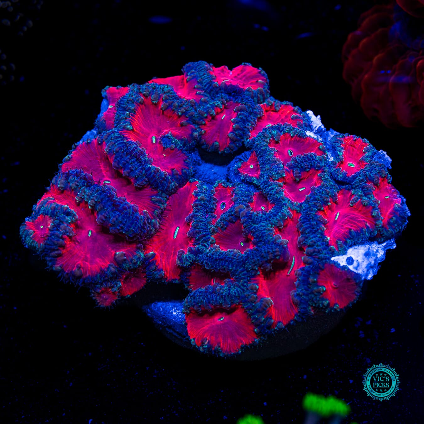 Vampiric Desires Blastomussa - Daylight Photo