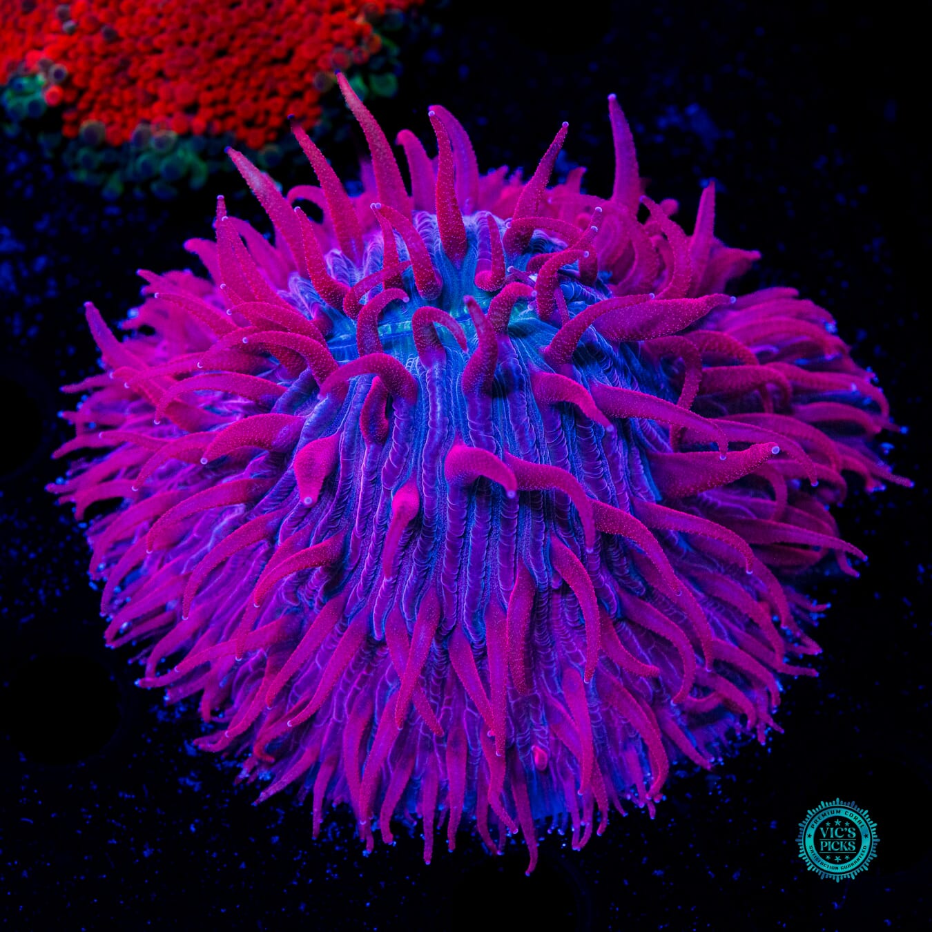 Zombie Parade Plate - Daylight Photo