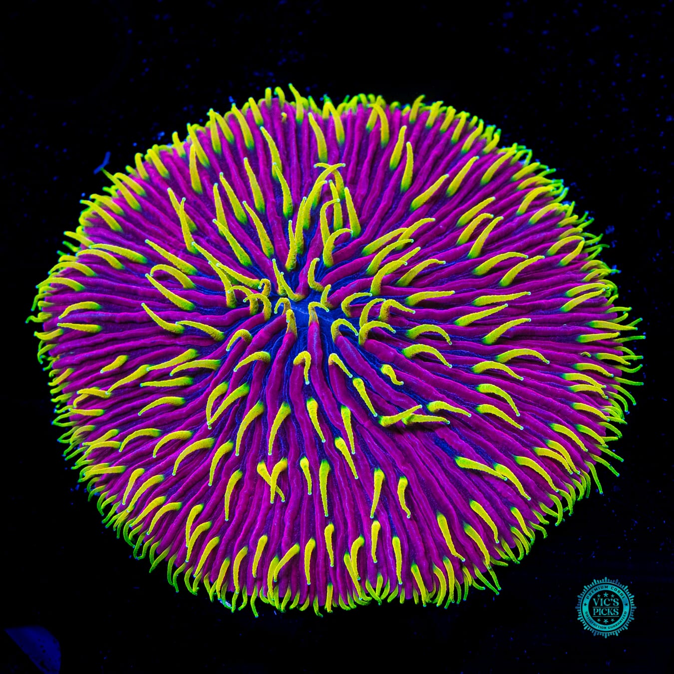 Martian Thunderstorm Plate - Daylight Photo