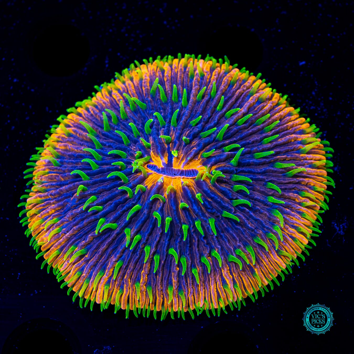 Alien Invasion Plate - Daylight Photo