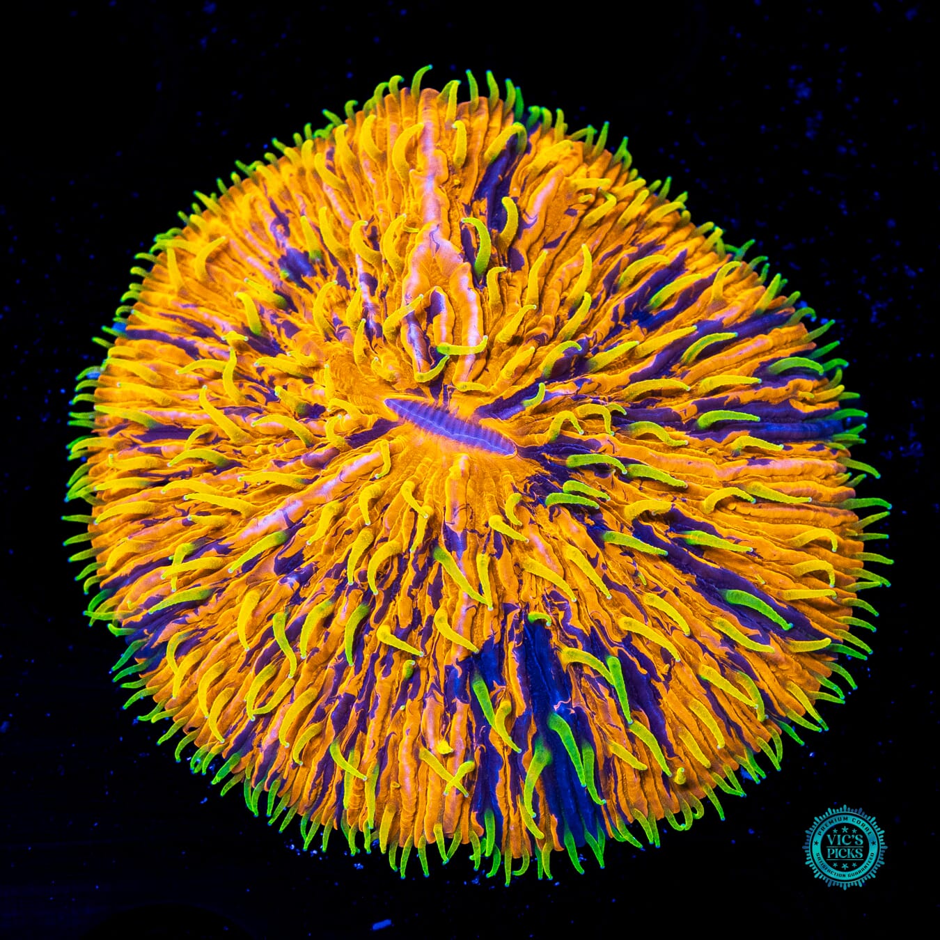 Eternal Plate - Daylight Photo