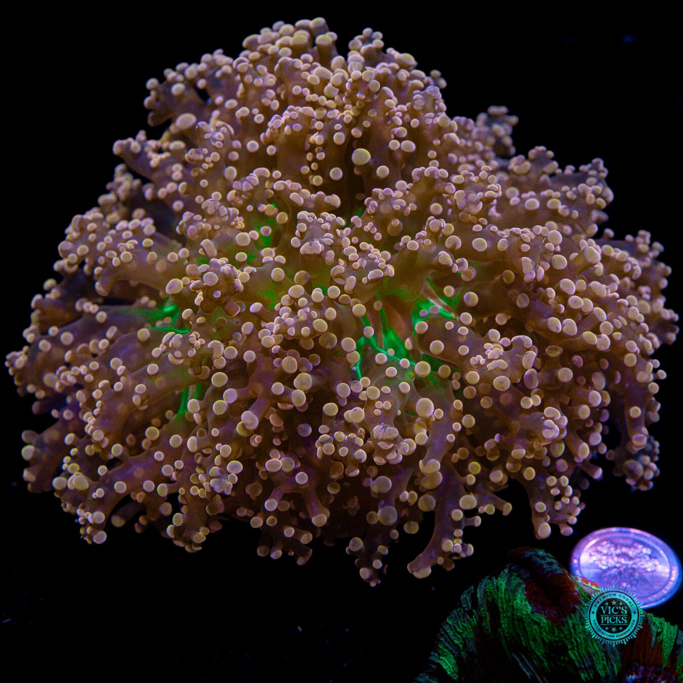 XXL Pink Dreamz Branching Frogspawn - Actinic Photo