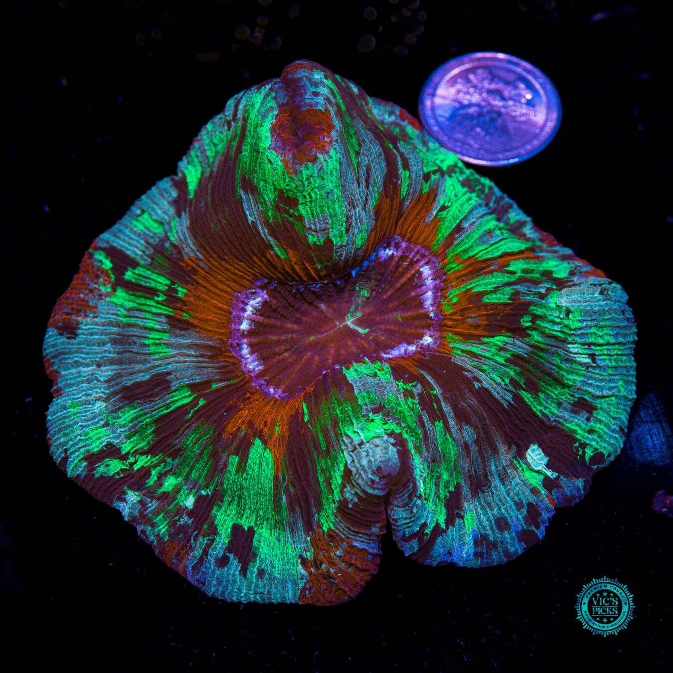 Paintball Trachyphyllia - Actinic Photo