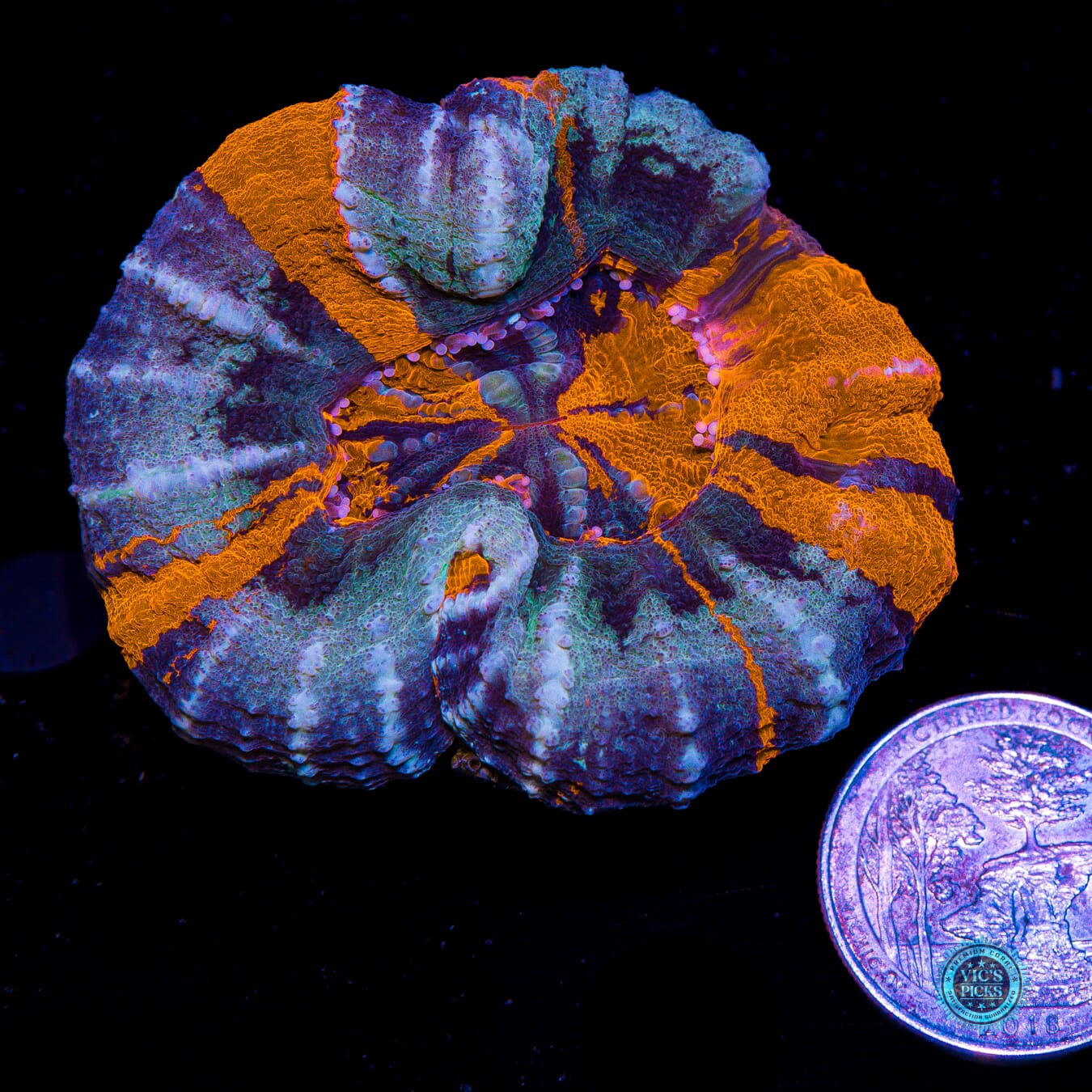 Frosted Double Warpaint Scolymia - Actinic Photo