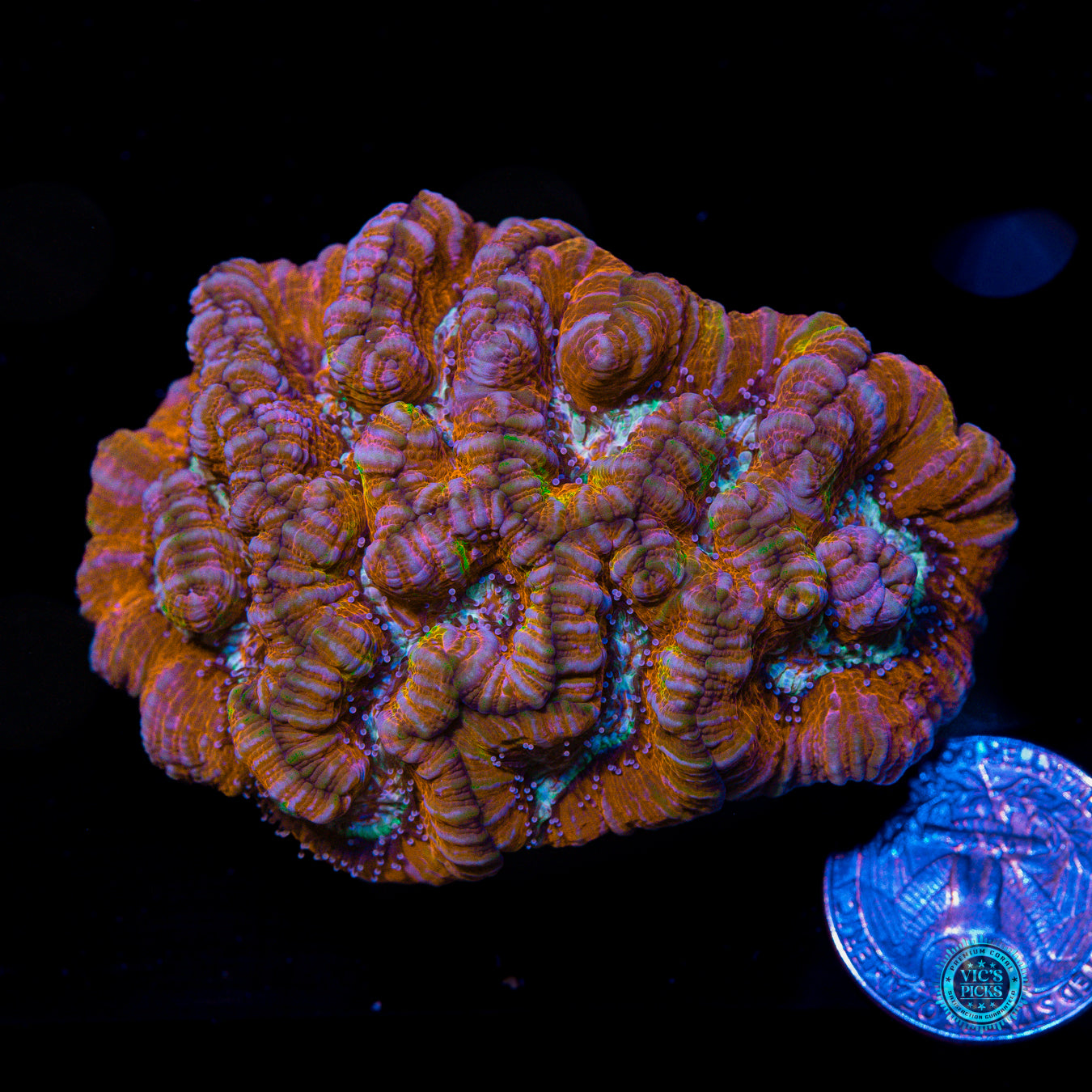 Party Tiger Symphyllia Wilsoni