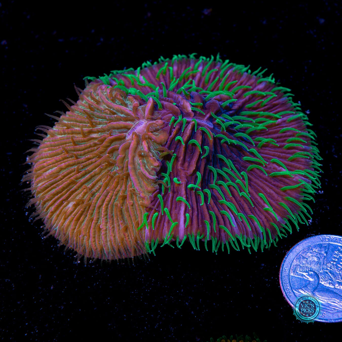 Frakenstein's Little Pet Plate - Actinic Photo