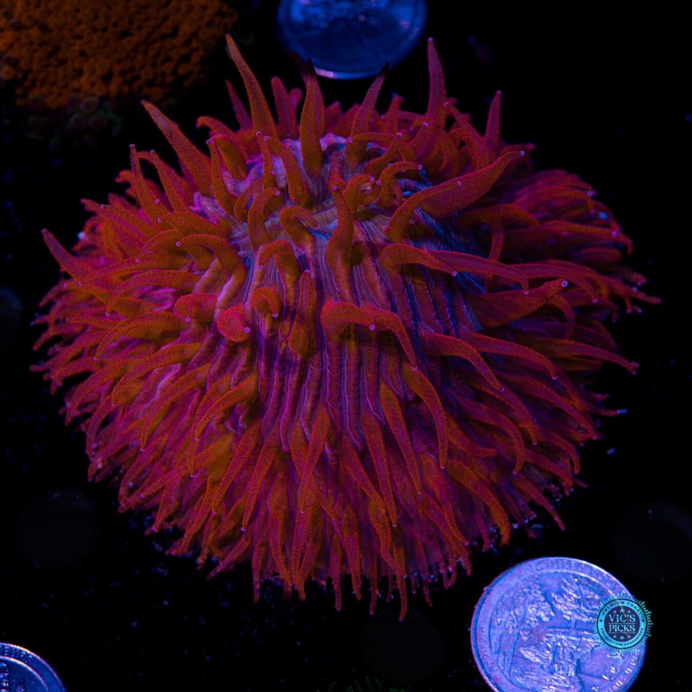 Zombie Parade Plate - Actinic Photo