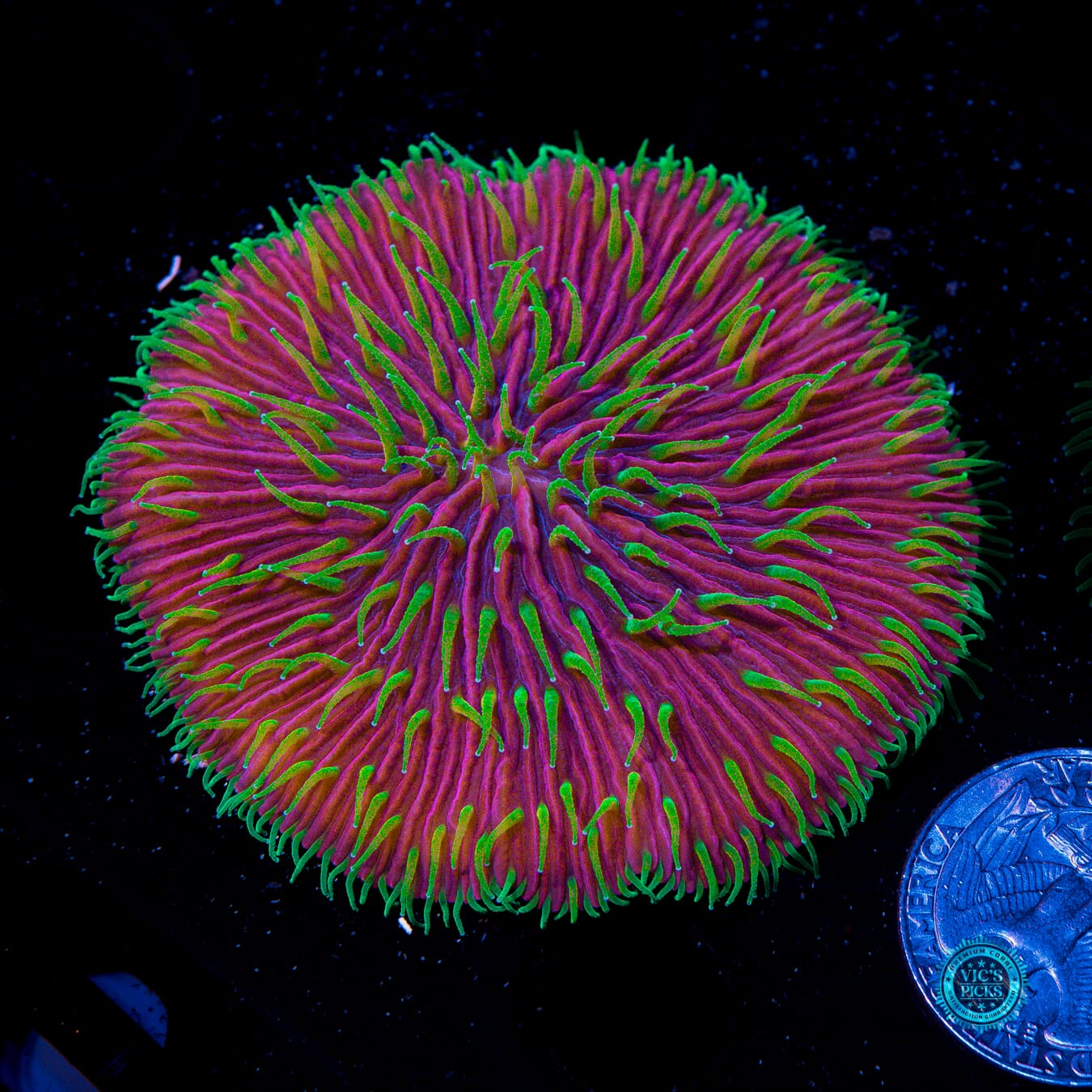 Martian Thunderstorm Plate - Actinic Photo