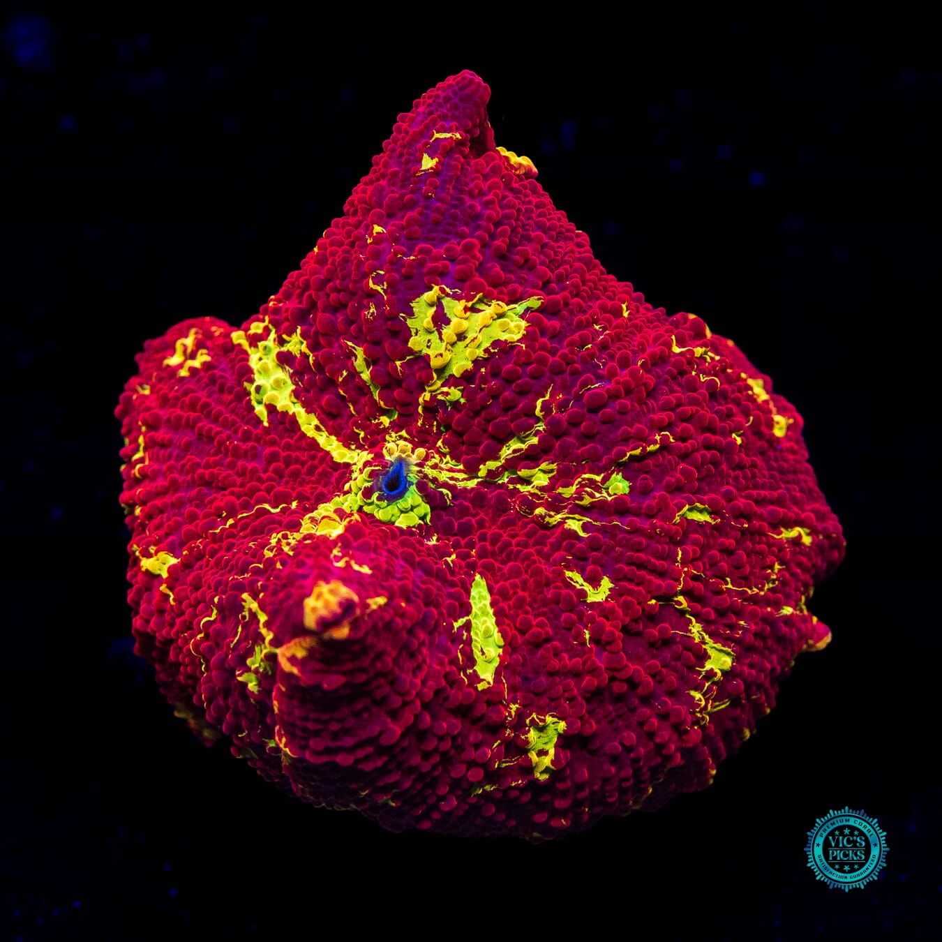 Reverse Jaw Breaker Mushroom - Daylight Photo