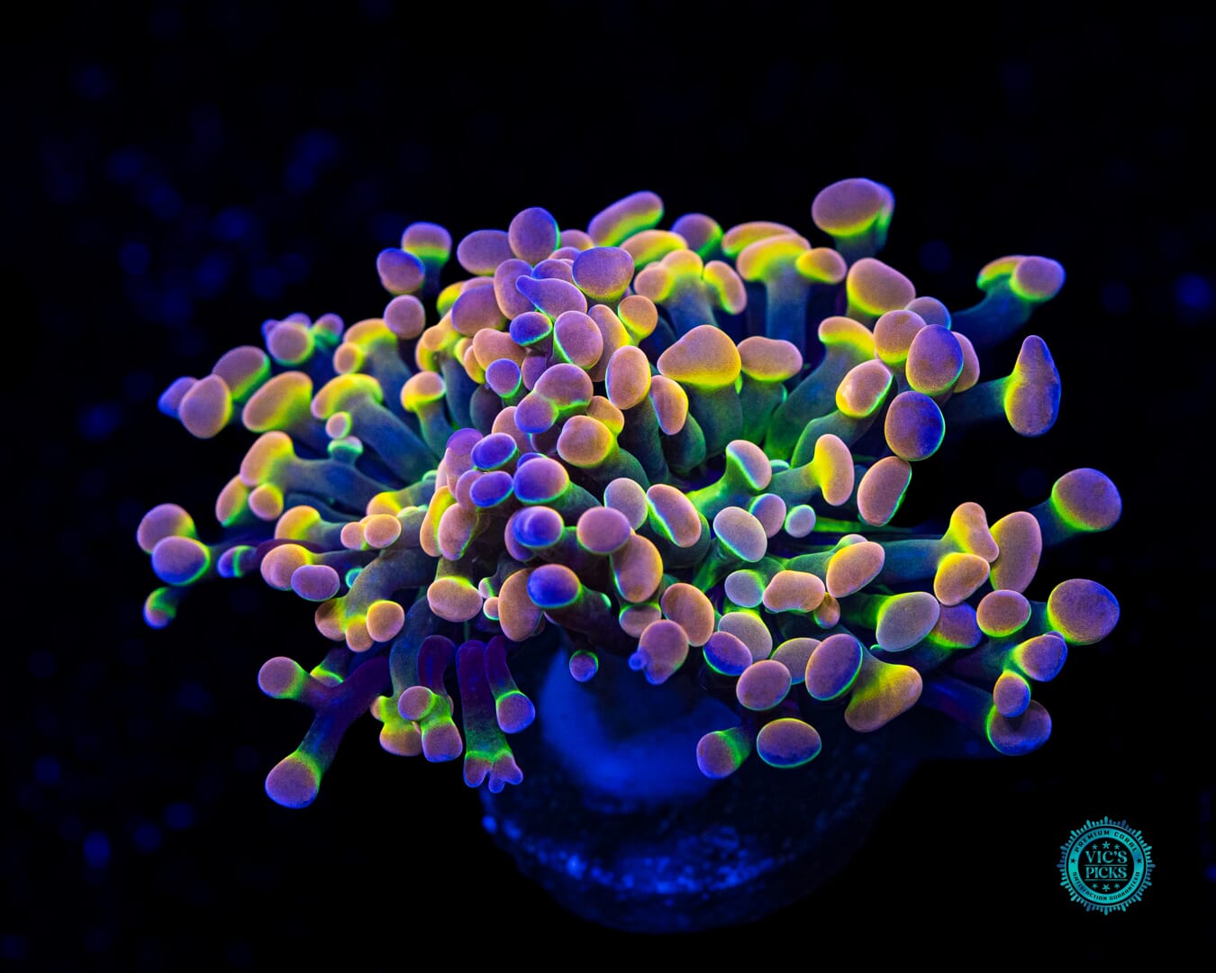 Holy Grail Branching Hammer - Daylight Photo