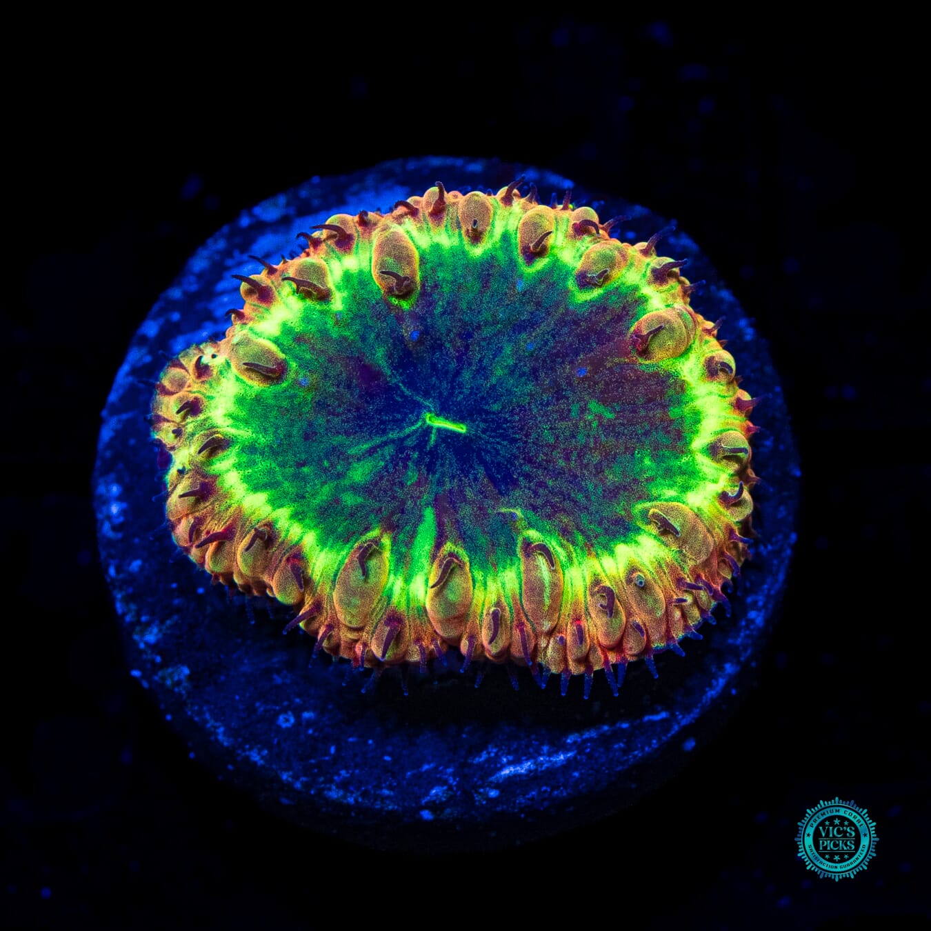 Black Hole Sun Blastomussa - Daylight Photo