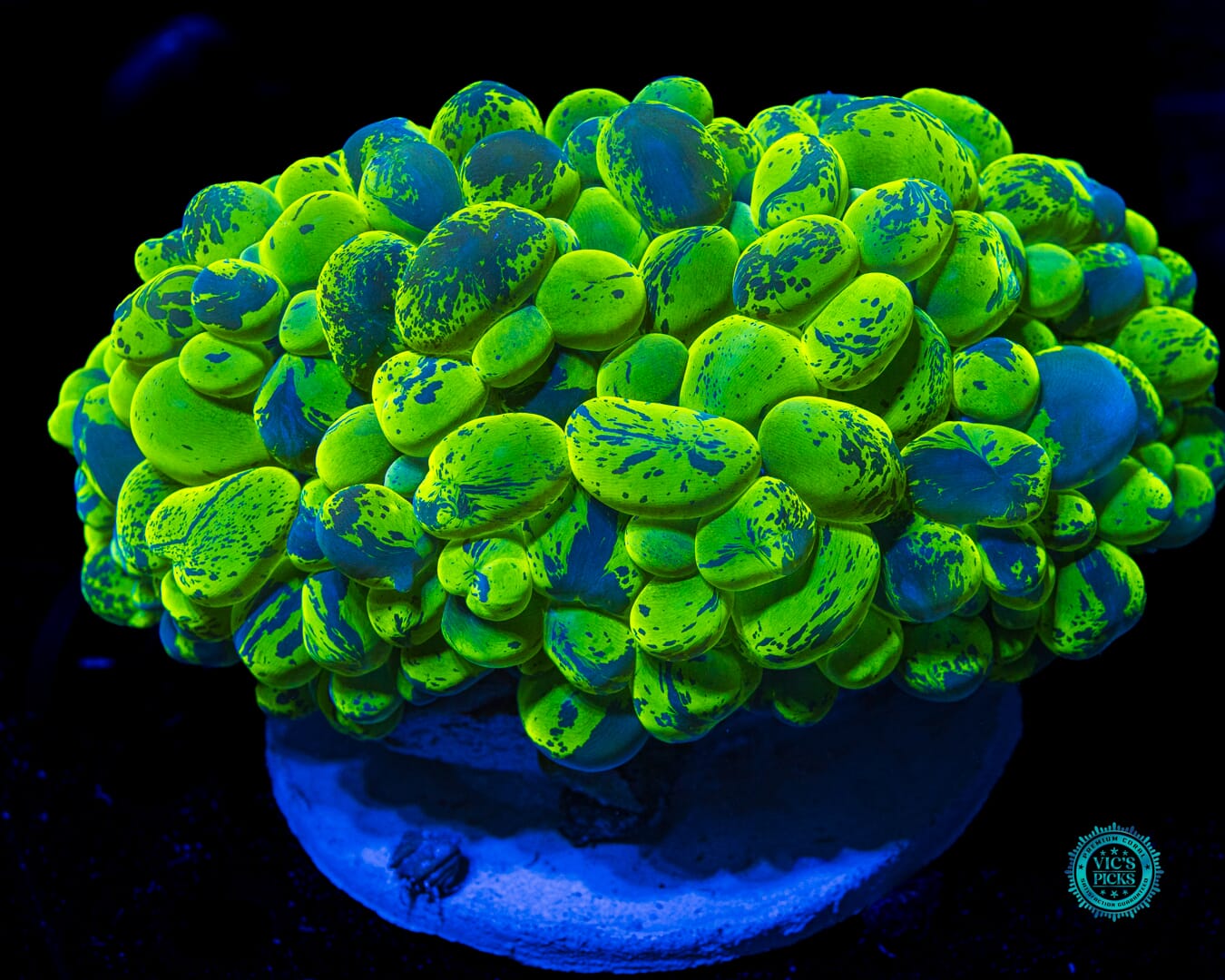 XXXL Neon Splatter Bubble - Daylight Photo