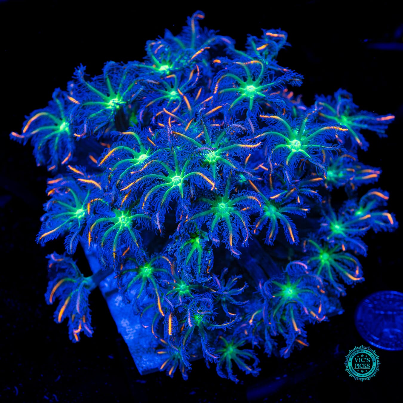 Fireworks Clove Polyps - Daylight Photo