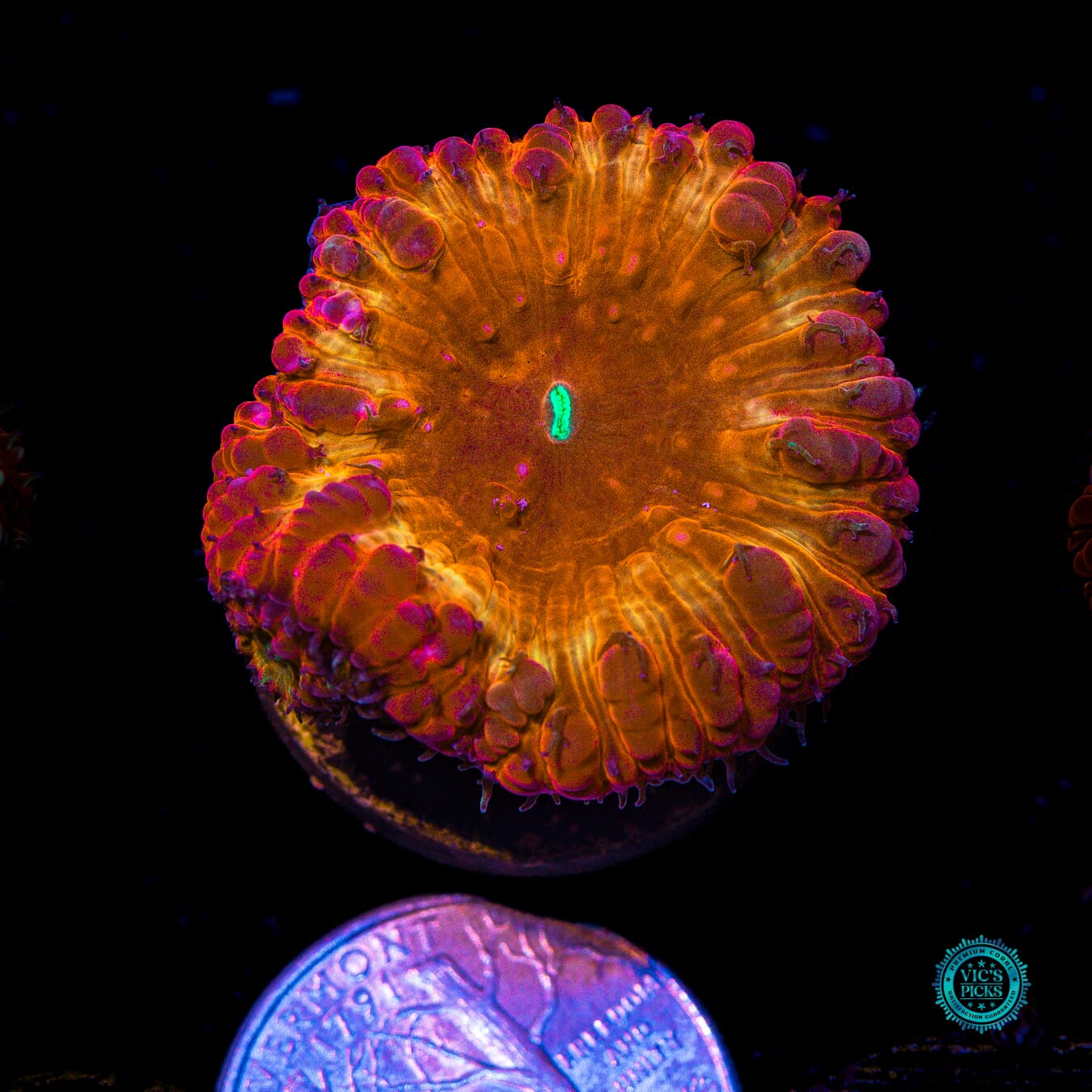 Solar Eclipse Blastomussa - Actinic Photo