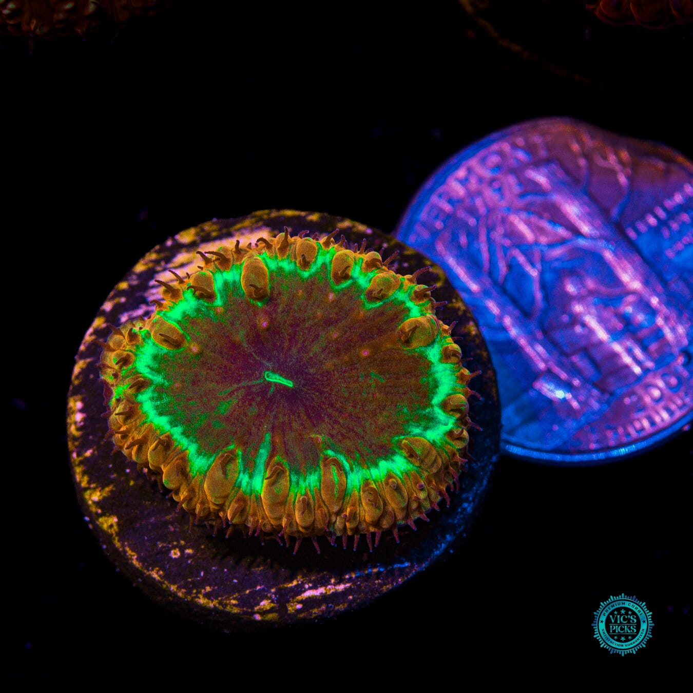 Black Hole Sun Blastomussa - Actinic Photo