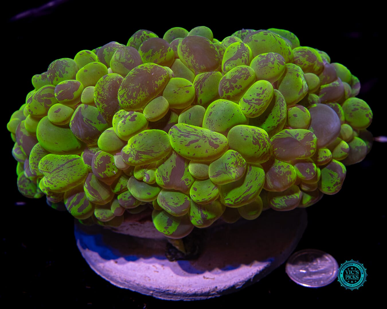 XXXL Neon Splatter Bubble - Actinic Photo