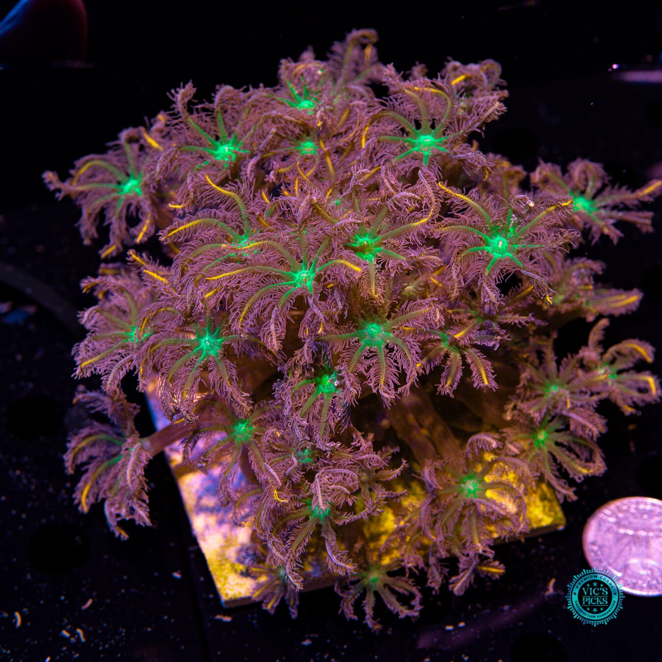 Fireworks Clove Polyps - Actinic Photo