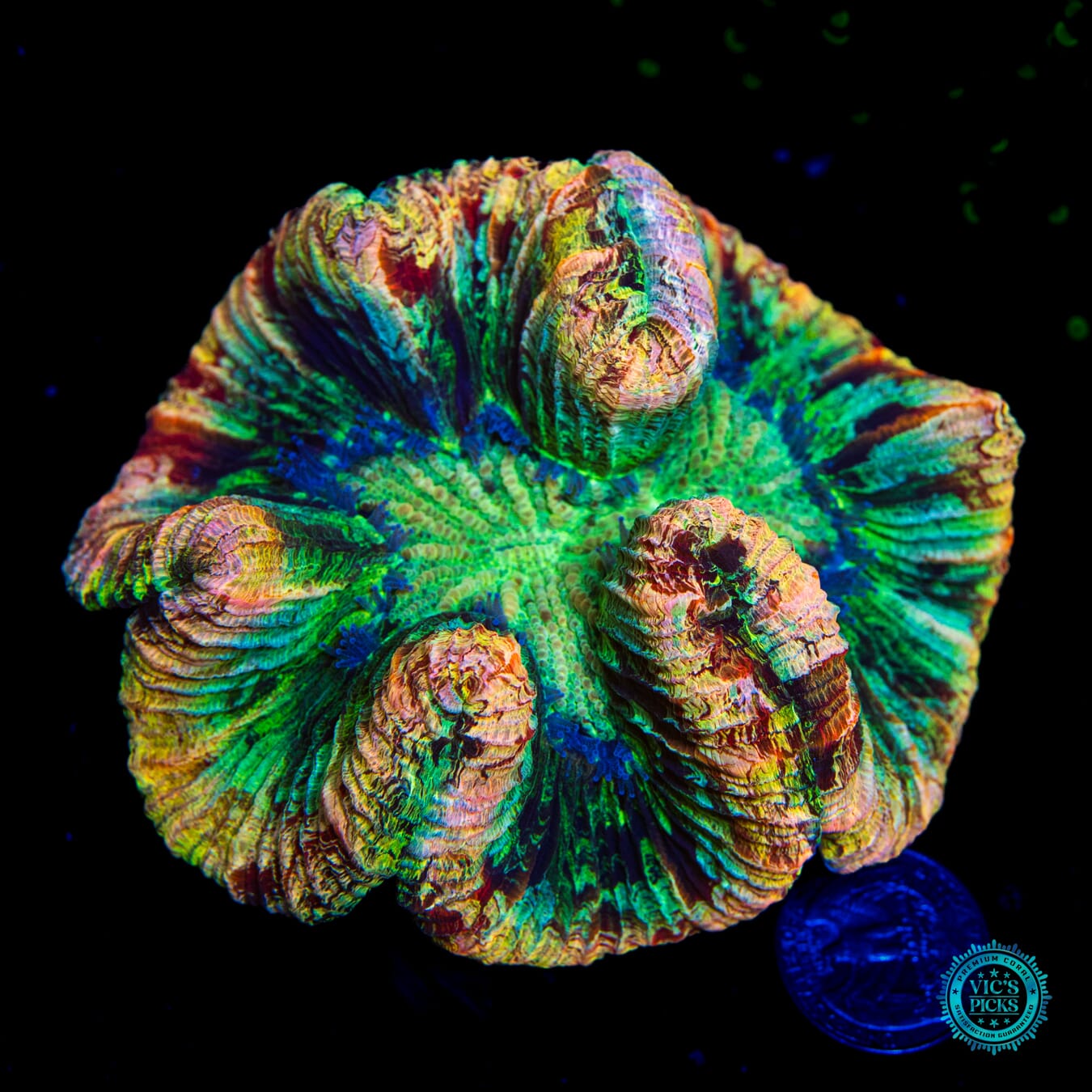 Tropical Splatter Platter Trachyphyllia - Daylight Photo