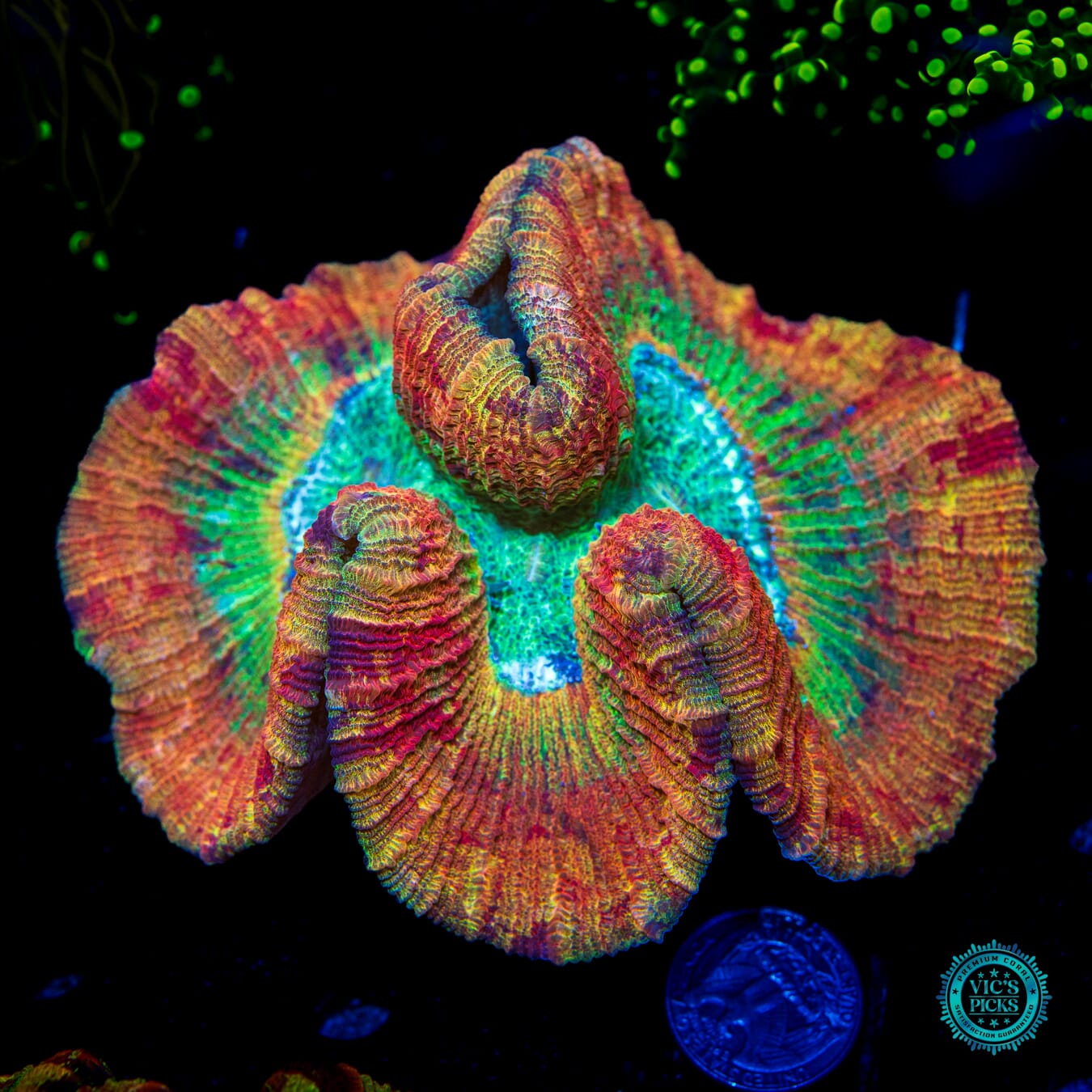 Fruit Cake Trachyphyllia - Daylight Photo